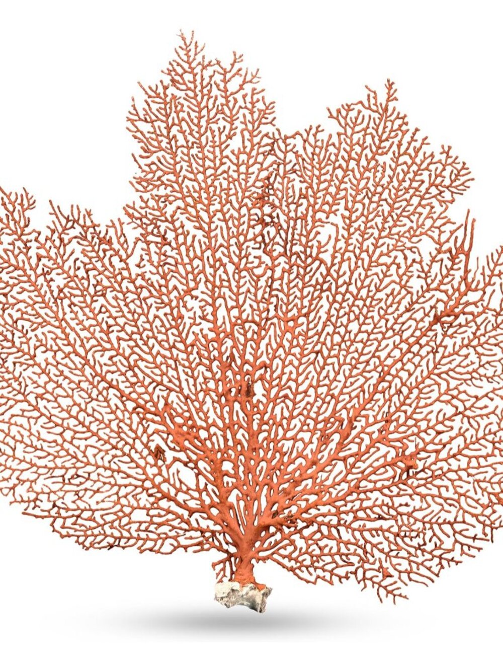 Sea Fan Coral 10-12" - Nautical Decorations - Beach Home Decor - Decorative Cora
